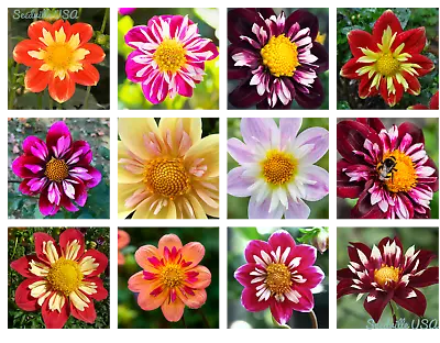 50 MIXED COLLARETTE DAHLIA Variabilis Two Tone Red Pink Yellow Flower Seeds • $3