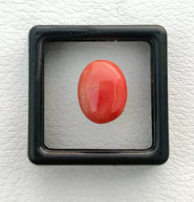 100% Natural Red Coral Cabochon Undyed Italian Red Coral Cabachon Certified  • $23.99