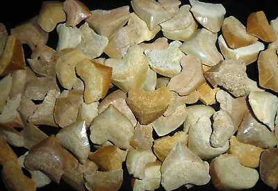 Lot Of 15 Fossil Squalicorax Shark Teeth Morocco Megalodon Grandfather Era • $11.99