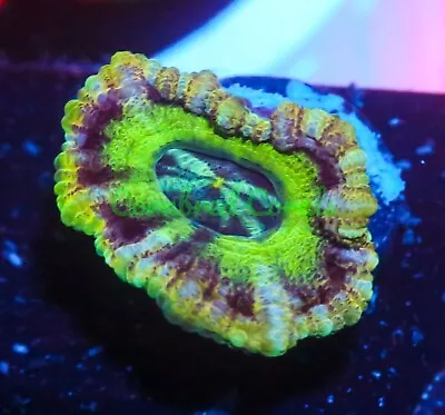 Cornbred's Tokyo Sour Acan - WYSIWYG - Frag - LIVE CORAL • $49.99