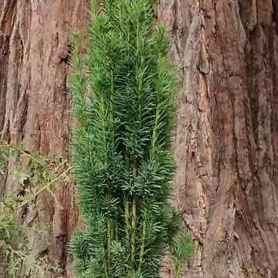 English Yew Conifer Tree Taxus Baccata Evergreen Plant 3L Pot • £30.98