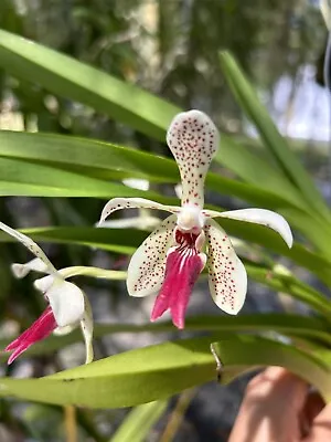 In Bloom Vanda  Paki   ( Tricolor X Cristata ) Red Spots Orchid Rare Orchid • $55