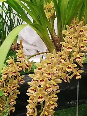 Cascading Cymbidium Orchid - Eye Of The Tiger 120mm Pot Size • $30