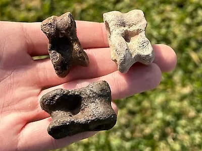 Fossil Deer Ankle Bones LOT OF 3 Mammal Florida Pleistocene Mammoth Age • $19.99