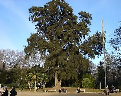 River She-Oak Casuarina Cunninghamiana Tree Seeds (Fast Evergreen) • $6