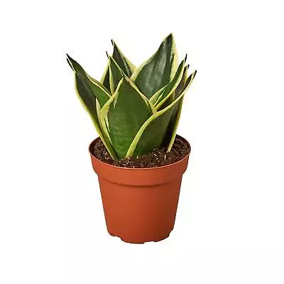 Snake Plant Black Gold • $26.11