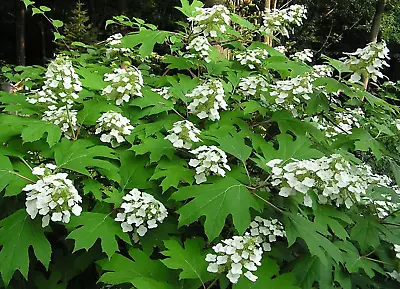 40 White OAK LEAF HYDRANGEA Quercifolia Shrub Flower Seeds • $3