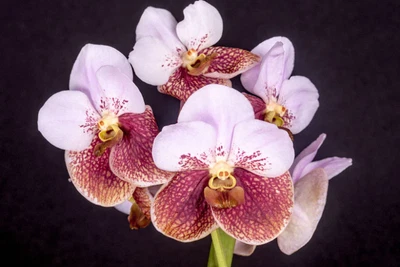 $35 • Buy VANDA SANDERIANA (Wailing- Wailing)