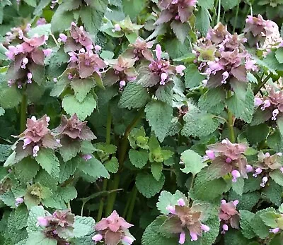 Organic Purple Dead-Nettle Lamium Purpuream Archangel Medicinal Herb 2023 SEEDS • $10.85