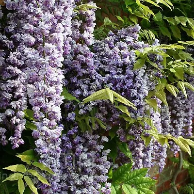 £24 • Buy 3L Deep Wisteria Sinensis 'Black Dragon' Climbing 