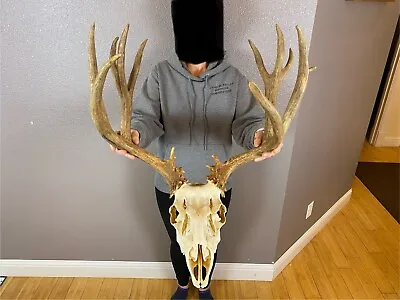 BIG European REAL Skull Mule Deer Antlers Set Wild Idaho HUGE Horns Euro Mount • $799.99