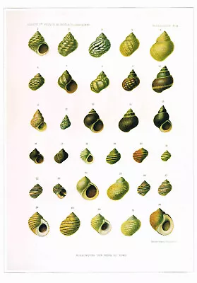 Rough Periwinkle Varieties Vintage 1991 Shell Print H. Fischer Picture CNHPS#123 • $4.96