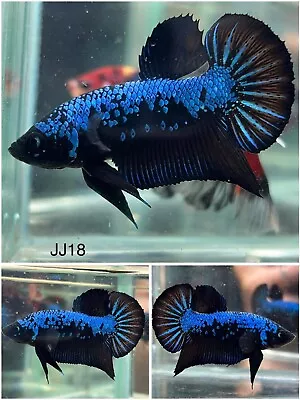 Male Betta Live Fish Blue Samurai HMPK - JJ18 - High Quality • $15
