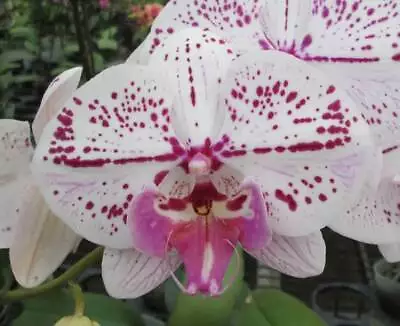 $34.50 • Buy RFO Phalaenopsis Allura 'Annunaki'