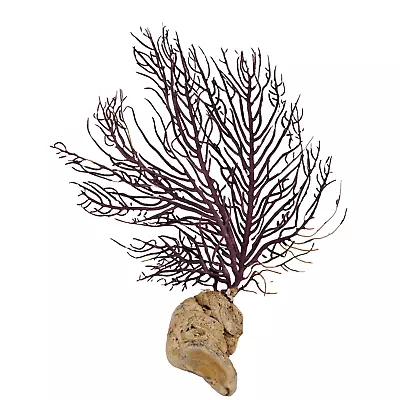 Natural Sea Fan Coral Sea Whip 7  Tall Free Standing Purple • $45.95