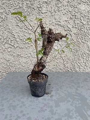 Chinese Elm Pre Bonsai Tree • $99.99