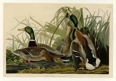 Audubon - Mallard Duck - Plate 221 30x40IN Rolled Canvas Home Decor Print • $102.64