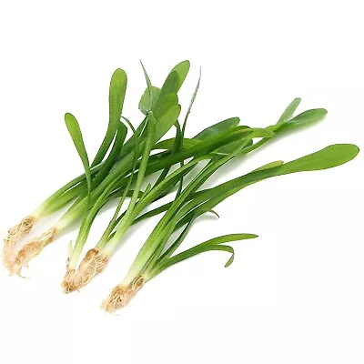 £4.99 • Buy 5x Sagittaria Platyphylla  Live Aquarium Aquatic Plant Tropical Fish Tank