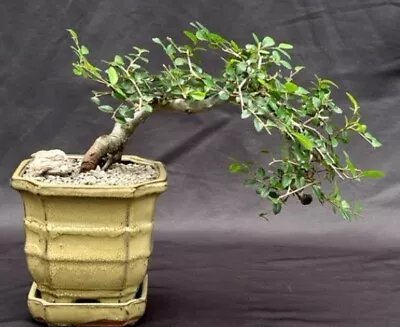 Chinese Elm Bonsai Tree Semi Cascade Style 13 Yo. Indoor Live Ulmus Parvifolia. • $179.95