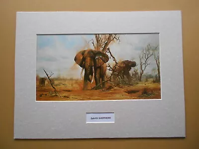 David Shepherd Print 'Lonely Old Bull Elephant'  UNFRAMED • £22.50