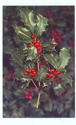 Millville New Jersey-holly City Of America-sprig Of Holly-#89296c-(nj-m*) • $2.67