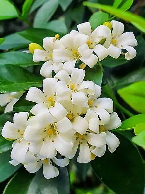 Orange Jasmine - Murraya Paniculata - 10+ Seeds - Samen - W 192 • £1.67