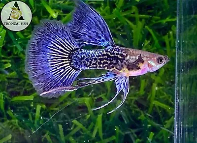 $23.95 • Buy 1 Male  - Blue Dragon Ribbon Indo Live Guppy Fish Grade A High Quality VIP
