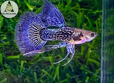 $23.95 • Buy 1 Male  - Blue Dragon Ribbon Indo Live Guppy Fish Grade A High Quality VIP