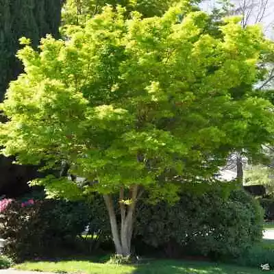 $7.95 • Buy Japanese Maple Tree Seeds (Acer Palmatum), 50 Fresh Seeds