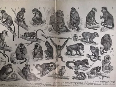 1929 MONKEYS Engraving Orangutan Chimp Lemur Baboon Illustration 10.5 X 8  C14-4 • $29.90