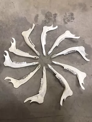 Lot Of 10 Clean Whitetail Deer Jawbones Taxidermy Bones Skulls Crafts • $42