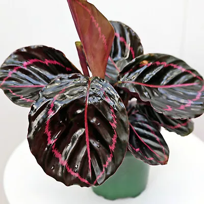 Live Calathea Roseopicta Eclipse Indoor Variegated Plant In 4  Pot • $23.95