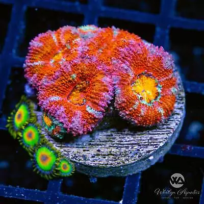 WA Orange Crush Acan - Live Coral Frag • $38.99