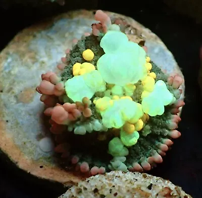 Live Coral WYSIWYG OG Bounce Mushroom (LPS SPS ZOA ACROPORA MONTIPORA ZOA) • $500