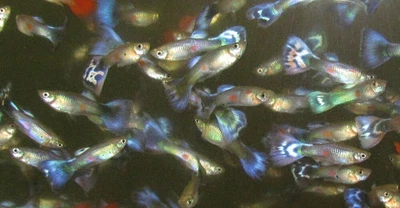 $3.60 • Buy Rainbow Multicolor Blue Mosaic Guppy Male LIVE FISH Read Description