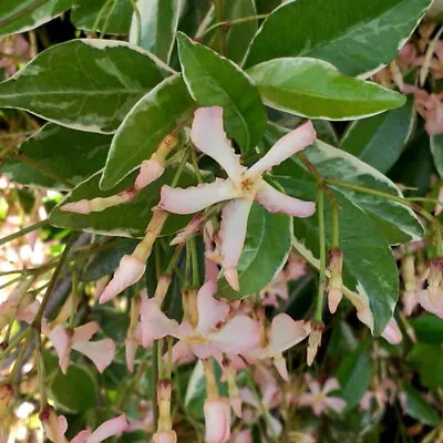 Trachelospermum Star Of Milano Variegated Foliage Climber 9cm Pots By T&M • £13.99