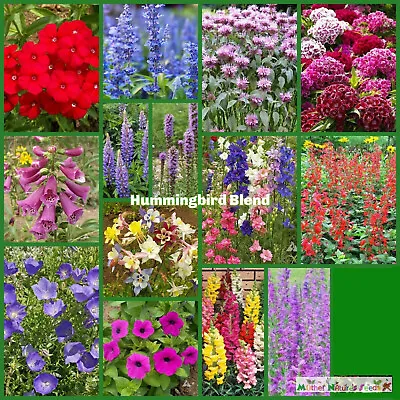 Wildflower Mix HUMMINGBIRD BLEND Perennials Annuals Heirloom Non-GMO 1500 Seeds • $4.48