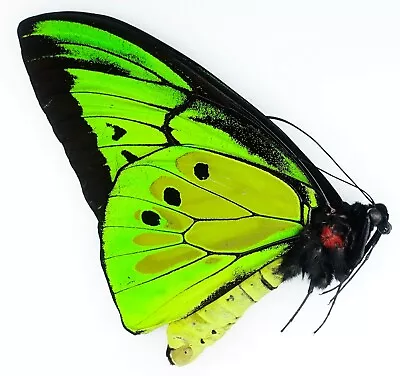 Ornithoptera Goliath Procus | Halmahera Isl Indonesia | Unusual Location Xxl • $94.77