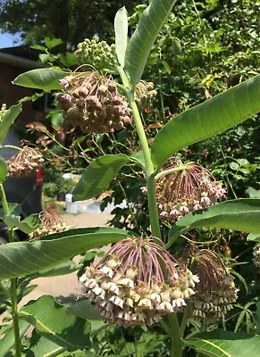 50 Common Milkweed Seeds Organically Grown 2023 • $1.89