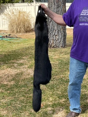 $100 • Buy Preowned Genuine 100% Real Dyed Black Fox Fur Cape Stole Scarf