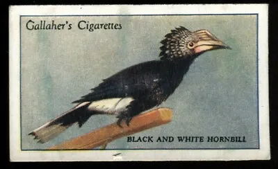 Tobacco CardGallaherZOO TROPICAL BIRDS2nd Series1929Black White Hornbill43 • £2