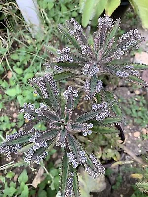 10+ Mother Of Millions Thousands Kalanchoe Succulent Chandelier Plant Maternity • $7.77