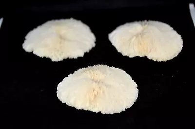 Genuine Mushroom Coral  (Fungiidae) - 3   - 1 Piece • $5
