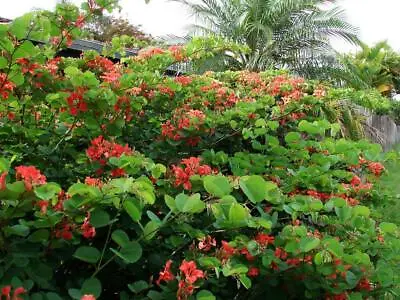 $4.40 • Buy Red Orchid Tree (Bauhinia Galpinii)  10 Fresh Seeds