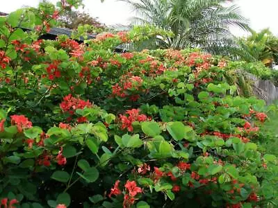 Red Orchid Tree (Bauhinia Galpinii)  10 Fresh Seeds • $4.70