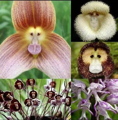 Monkey Face Orchid Seeds • $5.99