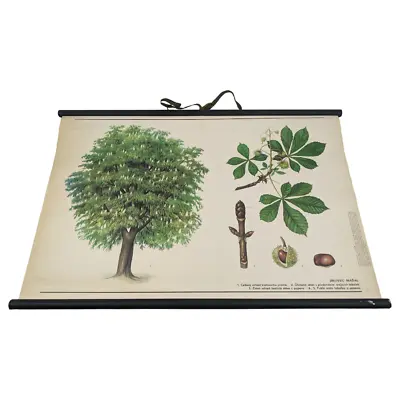 Vintage Botanical School Pull Down Chart Walnut Tree Botanical Decor 33x23 • £86.83