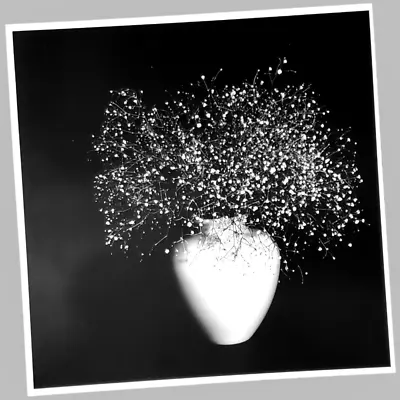 Robert Mapplethorpe Print Baby's Breath Black White Office Home Décor Artwork • $20