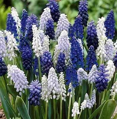 Delft Blue Grape Hyacinth Mix Muscari Bulbs - Beautiful Spring Blooms Perennia • $8.96