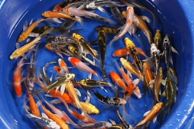 2- 4 Inch Live Koi Fish For Tank Koi Pond Or Aquarium Assorted Butterfly Fin • $13.98